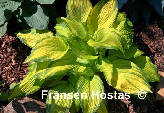 Hosta On Stage